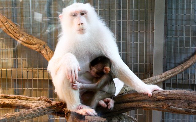 The Enigmatic Albino Monkey: A Rare and Fascinating Primate